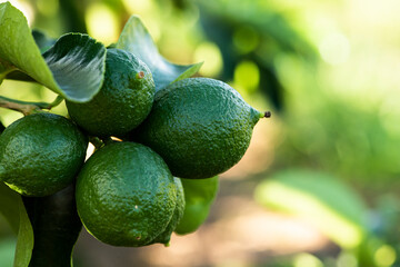 .Lemon plantation. Tree photo, cultivation.