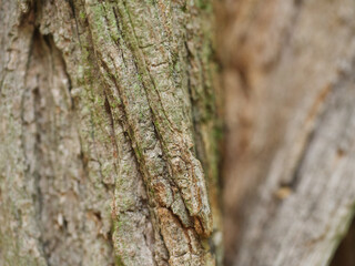 ash bark of a tree close up a textur of life