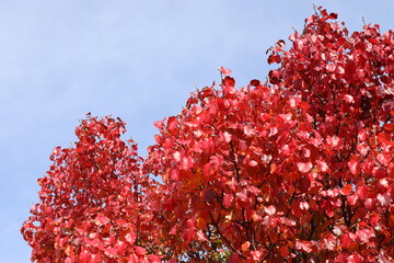 Vivid red leaves contrast a bright blue autumn sky