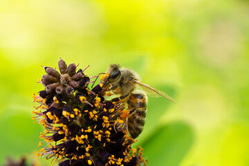 bee on a flower