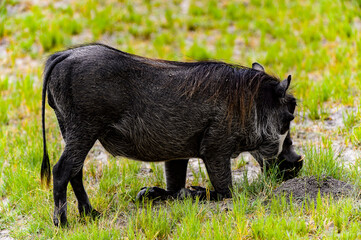 It's Close view of a Wild boar in the Moremi Game Reserve (Okavango River Delta), National Park, Botswana