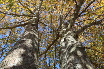 Fototapeta premium Looking up tree trunks towards the blue sky to view the autumn foliage