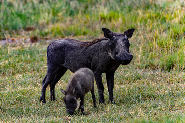 It's Wild boarswith little babies in the Moremi Game Reserve (Okavango River Delta), National Park, Botswana