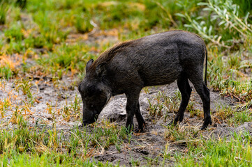It's Close view of a Wild boar in the Moremi Game Reserve (Okavango River Delta), National Park, Botswana
