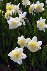 Obraz na płótnie Canvas Daffodils in the garden