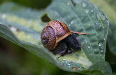 Schnecke nach dem Regen