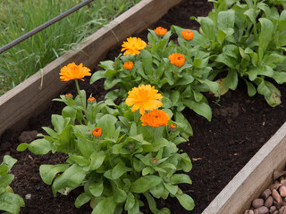 Fototapeta na wymiar Summer Flowering Bright Orange Common Marigold Plant (Calendula officinalis) Growing in a Herbaceous Border in a Country Cottage Garden in Rural Devon, England, UK