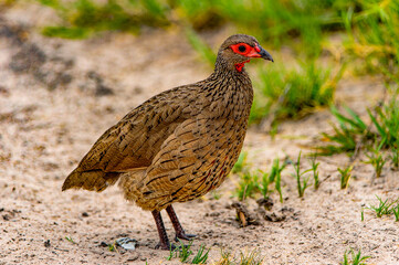 It's Bird at the Moremi Game Reserve (Okavango River Delta), National Park, Botswana
