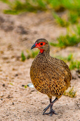 It's Bird at the Moremi Game Reserve (Okavango River Delta), National Park, Botswana