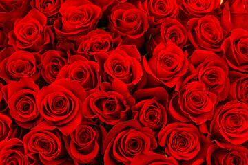 A lots of natural amazing red roses for background