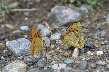 High brown fritillary butterfly, Fabriciana adippe. Beautiful large and brightly colored butterfly
