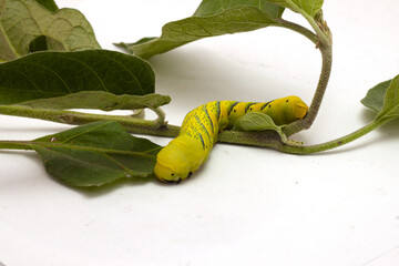 green caterpillar of the butterfly moth with green leaves © fiore26