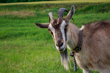 Closeup goat portrait on a green meadow.