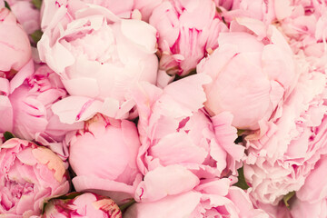 A lots of natural amazing pink peonies for background