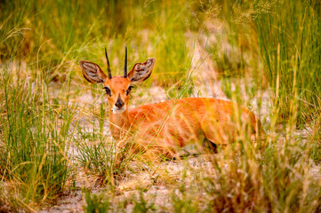 It's Little deer lays on the grass in the Moremi Game Reserve (Okavango River Delta), National Park, Botswana