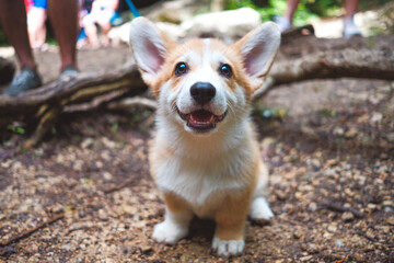 Corgi puppy for sits  in the forest