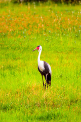 Fototapeta premium It's Heron at the Moremi Game Reserve (Okavango River Delta), National Park, Botswana