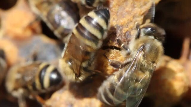 Young queen bee comes out of cocoon. 
Bees help Queen Bee to get out of cocoon