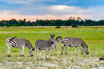 It's Zebras flock in the Moremi Game Reserve (Okavango River Delta), National Park, Botswana