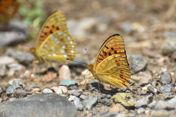 High brown fritillary butterfly, Fabriciana adippe. Beautiful large and brightly colored butterfly
