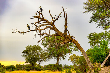 It's Marabou Stork on a tree at the Moremi Game Reserve (Okavango River Delta), National Park, Botswana