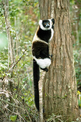 EPSON scanner image Lemur - Madagascar