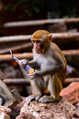 Obraz premium It's Burmese monkey in Myanmar