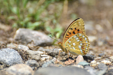 High brown fritillary butterfly, Fabriciana adippe. Beautiful large and brightly colored butterfly
