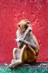 Obraz premium It's Burmese monkey in Myanmar