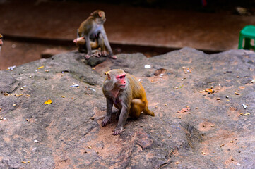 It's Burmese monkey in Myanmar