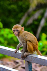 It's Burmese monkey in Myanmar