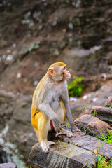 It's Burmese monkey in Myanmar