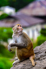 It's Burmese monkey in Myanmar