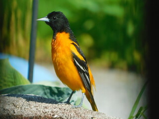 Baltimore Oriole