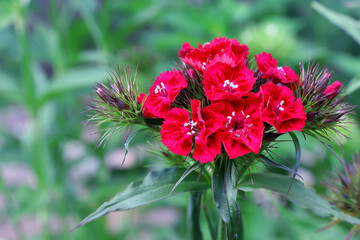 Dianthus barbatus. Blooming turkish carnation. Summer flowers. William dianthus. Flowers in the...