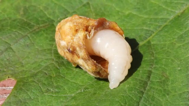The larva of the queen bee and the opened cocoon. 
The larvae were removed from the exposed cocoons. These were not needed in the colony of developing insects.