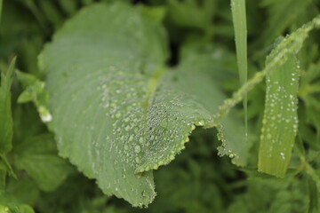 rain drops on a leaf