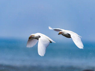 Antarctic bird