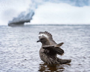 Antarctic bird