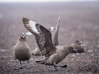 Antarctic bird