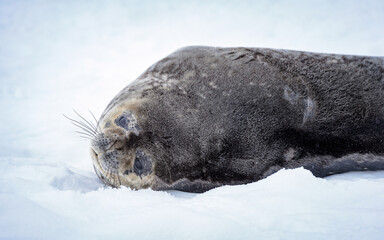 Seal sleeps on the white snow
