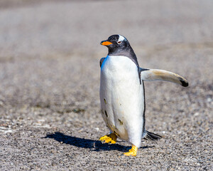 Fauna of the Falkland Islands