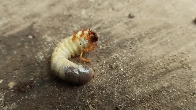 larva of may-bug moving on surface close up