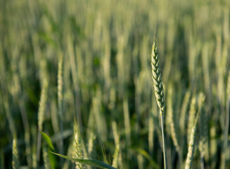 Green spikelet of wheat standing out in the background of blurred wheat filed. Green wheat field.