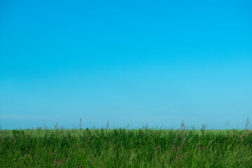 midsummer green grass field with clear bright blue sky. Space for text. Space for copy. 