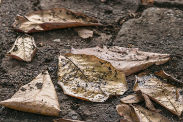 Fallen Brown leaves after the rain