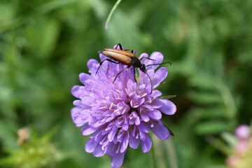 Schmalbock, Anastrangalia sp., auf Acker-Witweenblume, Wildblumen im Garten als Lebensraum für Insekten, Schwarzgesaumte Schmalbock, Anastrangalia dubia