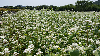 한국 제주도 메밀꽃이 가득한 메밀밭 풍경