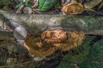 tree trunk with mushroom, Lazy beach, koh rong samloem island, Sihanoukville, Cambodia.