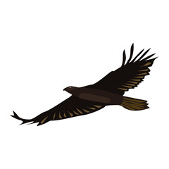Flying eagle isolated on white. Brown big bird with spreading wings. Vector EPS10.